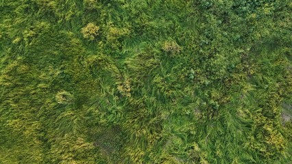 Beautiful green and yellow grass from above