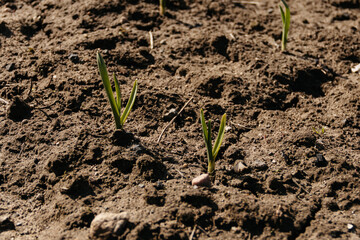 small green plant is growing in the dirt. The plant is small and has a lot of leaves.