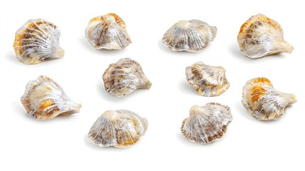 Assorted Natural Seashells Arranged on White Background Showcasing Unique Textures and Patterns