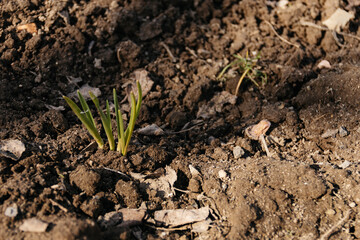 small green plant is growing in the dirt. The plant is small and has a lot of leaves.