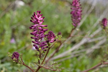 macro photo of fumaria herbaceous plant