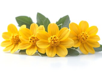 Yellow flowers with white background.