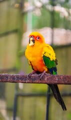 Sun Conure Parrot Perched on Rusty Metal Bar While Eating