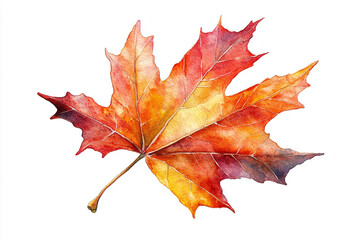 Obraz premium Vector watercolor of an autumn maple leaf on a white background.