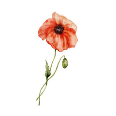 Watercolor meadow poppy flower. Hand-drawn red wildflower element isolated on white background. Holiday floral Illustration for design, print, fabric, background.