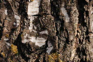 White birch tree bark with lichen growing on it. Close-up natural background texture.