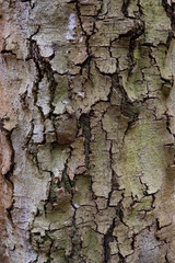 Beech Bark Disease, caused by an insect and a fungus