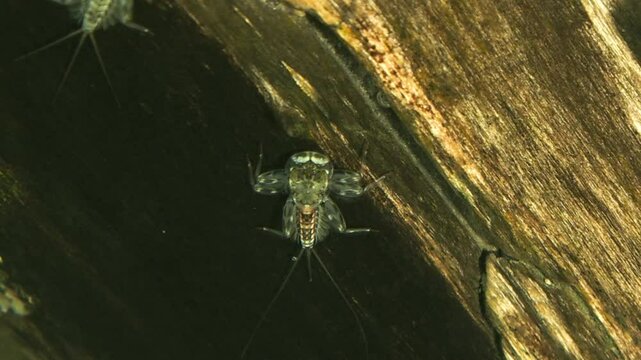 effimere o efemerotteri (Ephemeroptera)