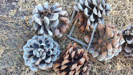 Unique assortment of large pinecones scattered on dry ground near trees