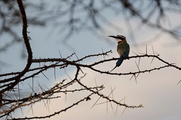 White-throated bee-eater