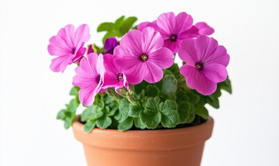Fototapeta premium A small pink flower pot with a pink flower in it
