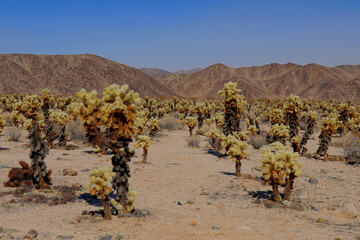 Cholla cactus under a blue sky in Joshua Tree National Park