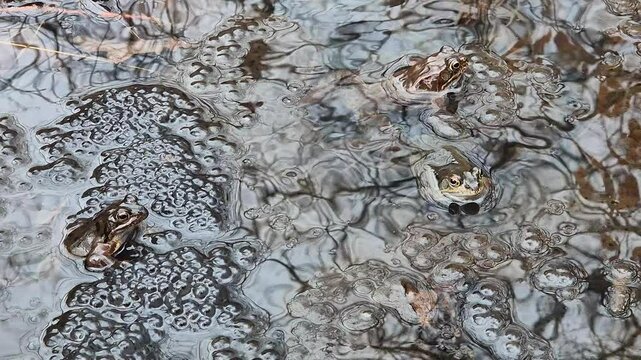 Frogs guard their spawn in a small pond