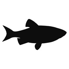 Vector silhouette of a realistic Orfe or Ide fish (Cyprnus Orfus) - black animal illustration, isolated on white background