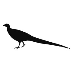Vector silhouette of a realistic Pheasant (Phasianus colchicus) - black animal illustration, isolated on white background