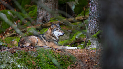 Canis lupus standing behind a tree in the forest. A wolf in the wild in its natural habitat in a forest. 