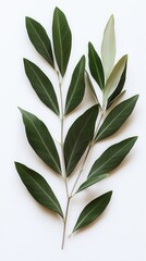 Obraz premium Elegant olive branch with vibrant green leaves on a clean white backdrop capturing natural beauty and organic freshness for healthy lifestyle and mediterranean themes
