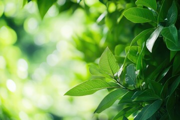 Fototapeta premium close-up of vibrant green foliage in serene garden with natural sunlight filtering through leaves