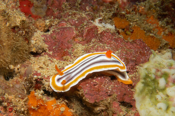 A close-up picture of a beautiful nudibranch, Magnificent Chromodoris, or Chromodoris magnifica from the suborder Doridina and the family Chromodorididae. These belong to the category Dorid Nudibranch