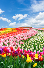 Dutch yellow tulip fields in sunny day