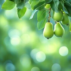 Green pears ripening on a branch in soft light, selective focus