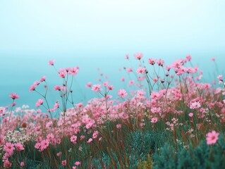 Serene cosmos flowers blooming in a field with a soft blue sky creating a peaceful and dreamy floral landscape with a low angle view