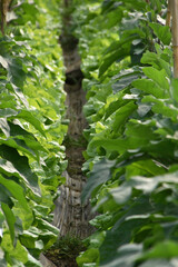 greenhouse, agriculture, farm, cultivation, vegetable, glasshouse, eggplant, africa, horticulture, growing, production, hothouse, plant, garden, nursery, farming, grow, nature, plants, flower, growth.