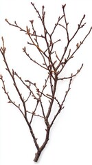Fototapeta premium Serene still life of bare tree branch with budding sprouts against a clean white backdrop showcasing nature's awakening in minimalist style