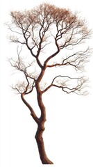 Fototapeta premium Solitary bare tree stands tall against a stark white background showcasing intricate branch patterns and textures creating a serene and minimalist scene