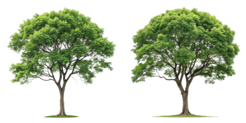 Two Lush Green Trees, Isolated on Transparent Background, Nature Photography, PNG, Clipping Path, Tree, Nature, Green