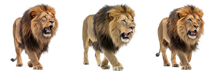 Obraz premium Three Majestic Lions Walking, Triple Composition, Isolated on Transparent Background, Wild Cats, African Wildlife, Lion, wildlife, big cat