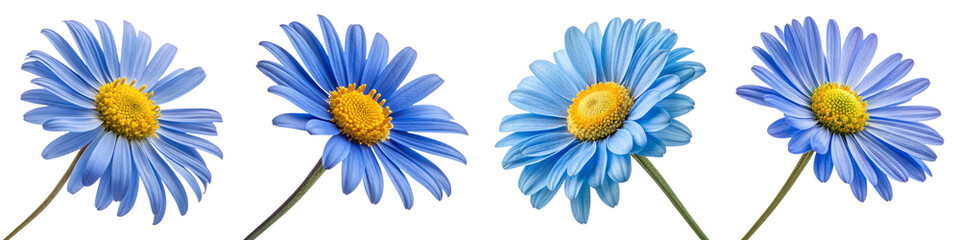 Four Blue Daisies Composition Isolated on Transparent Background, Floral Design, Spring Bloom, daisies, flowers, blue