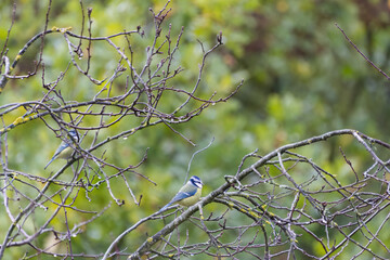 blue tit on a branch with a green background, blue tit on a tree, green leaves in the background,...
