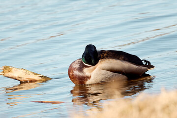 Mallard duck swimming in water