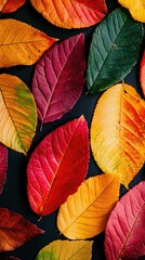 Obraz premium Colorful autumn leaves on dark background (1)
