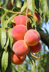 On the tree branch ripe peach fruits