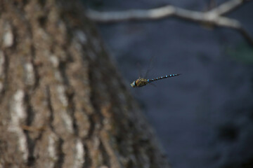big dragonfly in flight, large blue and yellow dragonfly, southern hawker in flight, dark...
