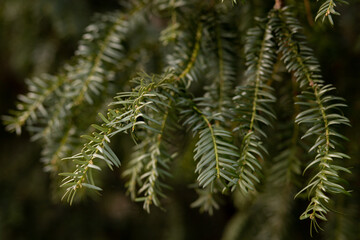 Christmas tree background. Spruce branches. Coniferous tree branches