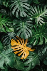 Fototapeta premium Lush tropical foliage with vibrant green monstera leaves and a single golden leaf creating a striking contrast