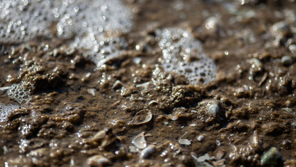 t snail in a water droplets