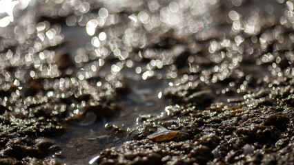 t snail in a water droplets