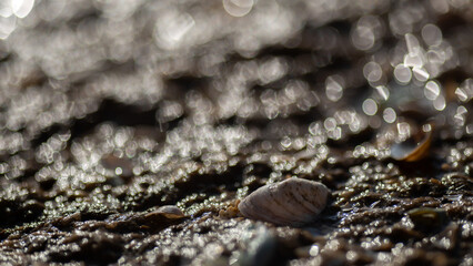 t snail in a water droplets