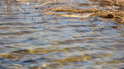 reeds in the water