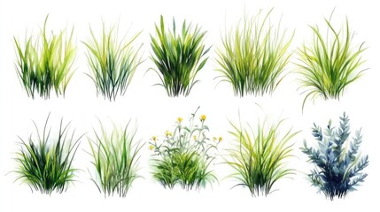 Set of watercolor grass bushes on white background. A hand-drawn set of tropical plant elements in a modern.