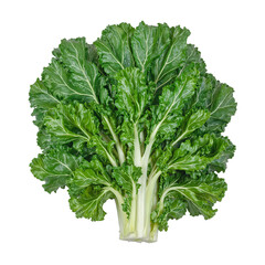 Fototapeta premium Vibrant kale leaf with crinkled edges and rich texture perfect for promoting healthy eating and organic lifestyle