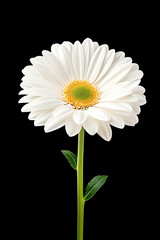 Single white daisy flower with stem and leaves, isolated on black background