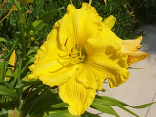 Single large yellow hemerocallis flower.