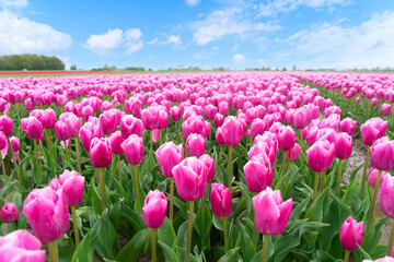 Dutch pink tulip fields in sunny day