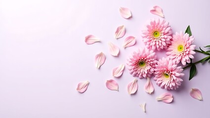 Fototapeta premium Delicate pink chrysanthemums, Soft lavender background