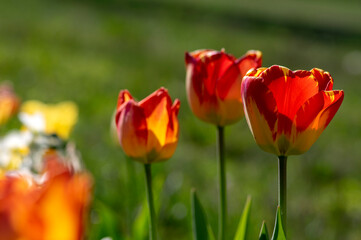 Bright red and yellow color country Darwin tulips in bloom, bouquet of springtime flowering plants...
